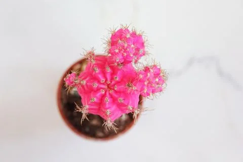 Pink cactus Stock Photos