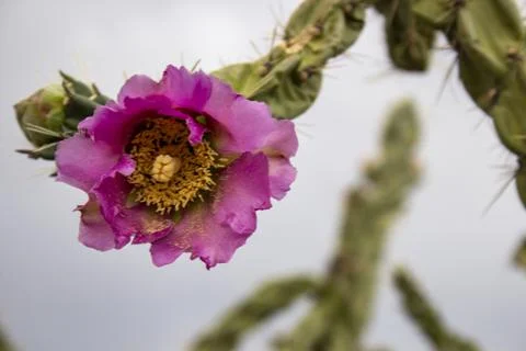 Pink Cactus  Stock Photos
