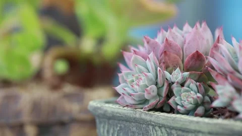 Pink cactus in a pot Stock Footage 310216036