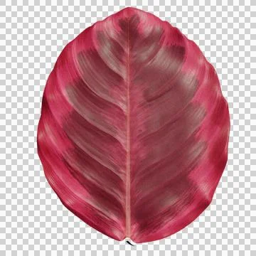 Pink Calathea Leaf Isolated on Transparent Background イラスト素材