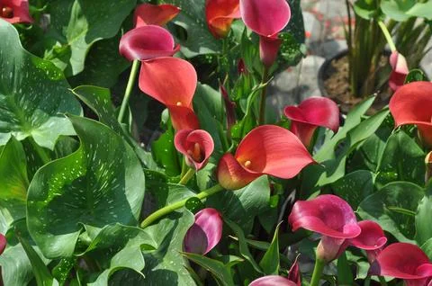 Pink Calla flower Stock Photos