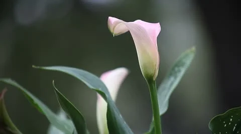 Pink calla lilies Stock Footage 8949527