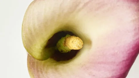 Pink Calla rotating on white background, macro shot. Bud closeup. Blooming pink Stock Footage 195977980