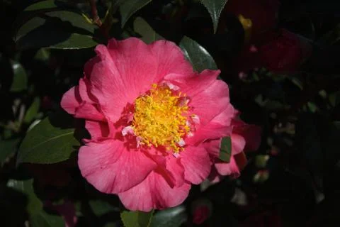 Pink camelia Stock Photos