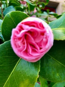 Pink Camellia Bud Stock Photos