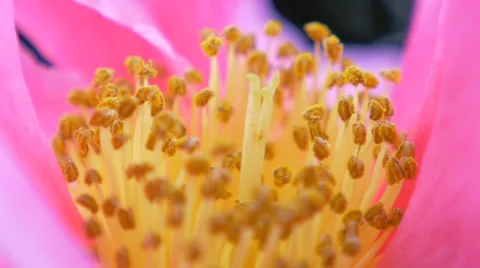 Pink Camellia Flower 2 Stock Footage 39667953