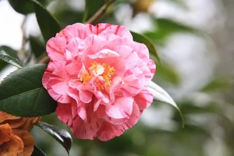 Pink Camellia flower with raindrop Stock Photos