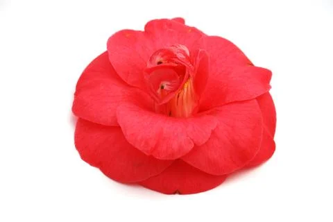 Pink camellia Stock Photos