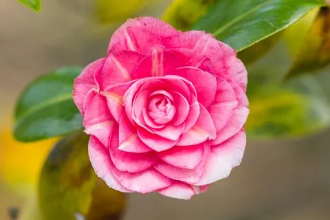 Pink camellia Stock Photos