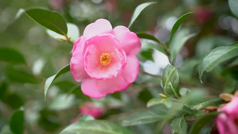 Pink Camilla Stock Footage 174932006