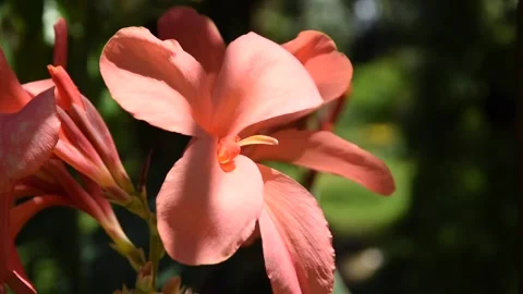Pink canna flower flutter in the wind under shade of tree in strong sunlight. Stock Footage 133515452