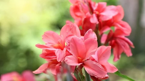 Pink Canna lilly Stock Footage 91567556