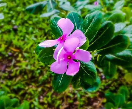Pink cape periwinkle blooming in the garden, selective focus. Stock Photos