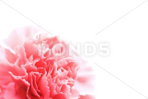 Pink carnation flower isolated Stock Photos
