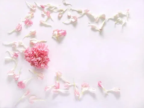 Pink carnation flowers composition Stock Photos