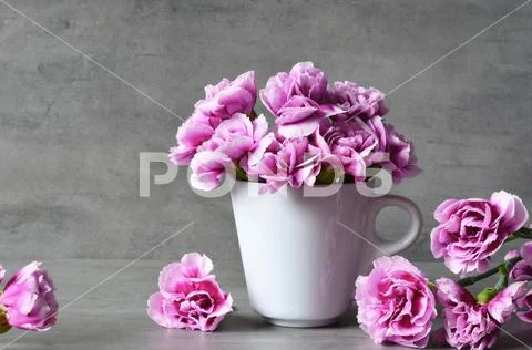 Pink carnation flowers in cup on grey background. Stock Photos