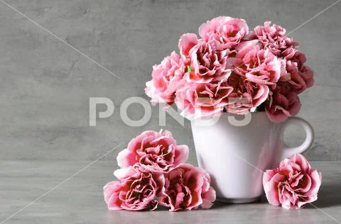 Pink carnation flowers in cup on grey background. Stock Photos