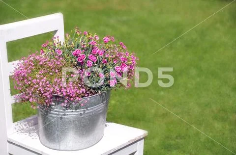 Pink carnation flowers Stock Photos