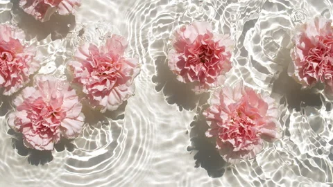 Pink carnation flowers on water surface and falling water drops, waves on white Stock Footage 261537101