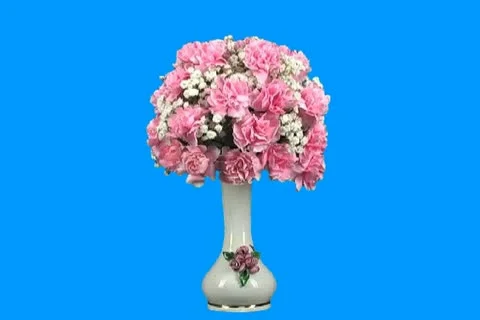 Pink carnation Video stock 19177316