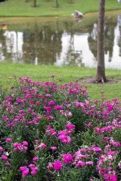 Pink carnation garden Stock Photos