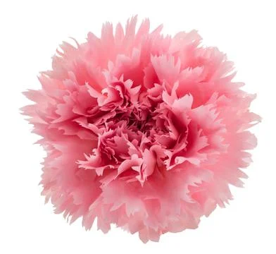 Pink carnation head Stock Photos