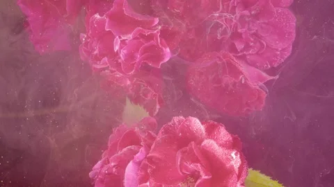 Pink carnation macro with dewdrops and soft backlight Stock Footage 336902562