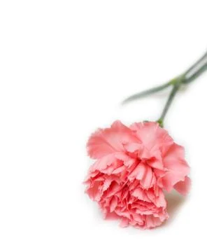 Pink carnation Stock Photos