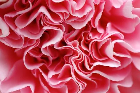 Pink carnation Stock Photos