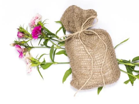 Pink carnation Stock Photos