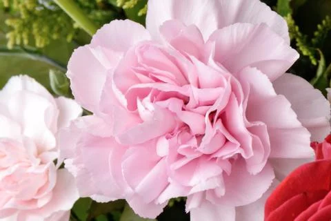 Pink carnation Stock Photos