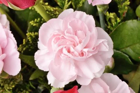 Pink carnation Stock Photos
