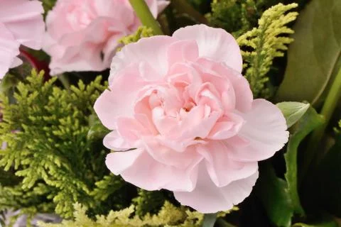 Pink carnation Stock Photos