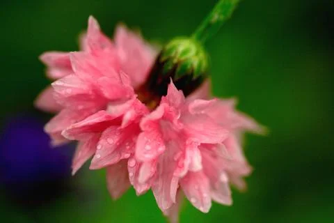 Pink carnation Stock Photos
