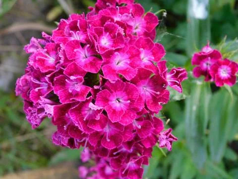 Pink carnation Fotos Stock