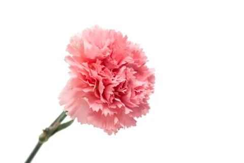 Pink carnation Stock Photos