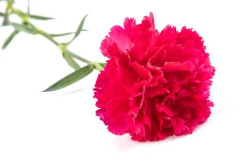 Pink carnation Stock Photos