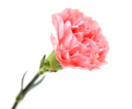 Pink carnation Stock Photos