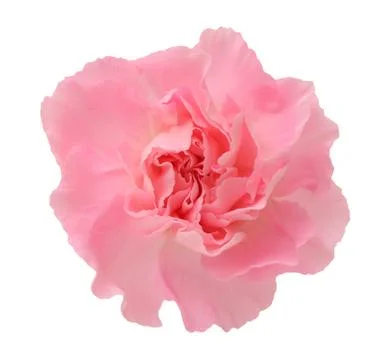 Pink carnation Stock Photos