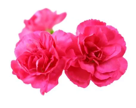 Pink carnation Stock Photos