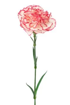 Pink carnation Stock Photos