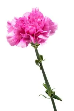 Pink carnation Stock Photos