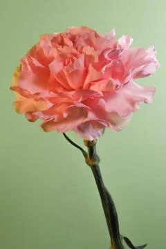Pink Carnation Foto stock