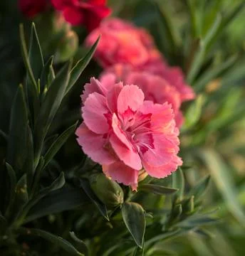 Pink carnation Stock Photos