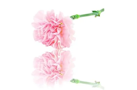 Pink carnation reflection isolated on white background Stock Photos