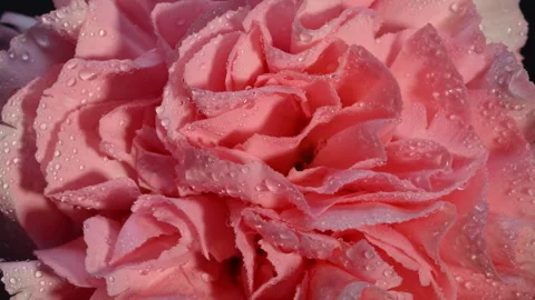 Pink carnation with warm sunlight, romantic mood. Stock Footage 328732998