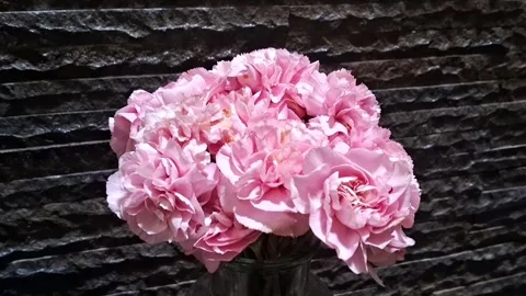 Pink Carnations Bouquet Stock Footage 308271527