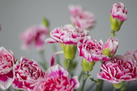 Pink carnations close-up on a gray background Stock Photos