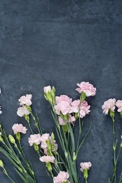 Pink carnations on a dark background with a cup of red tea in a heart-shaped cup Stock Photos