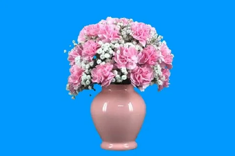 Pink carnations Video stock 18499312